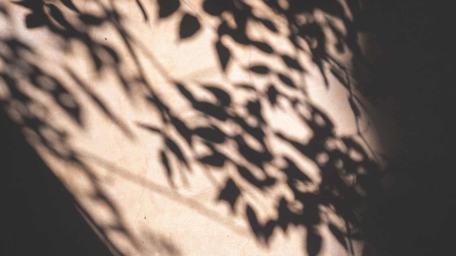 Dappled summer sun through leaves — the summer skin bill